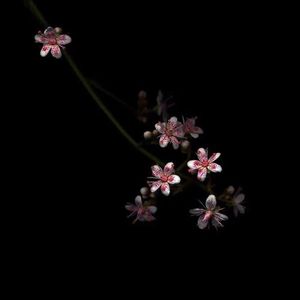 香蕉网在线视频
